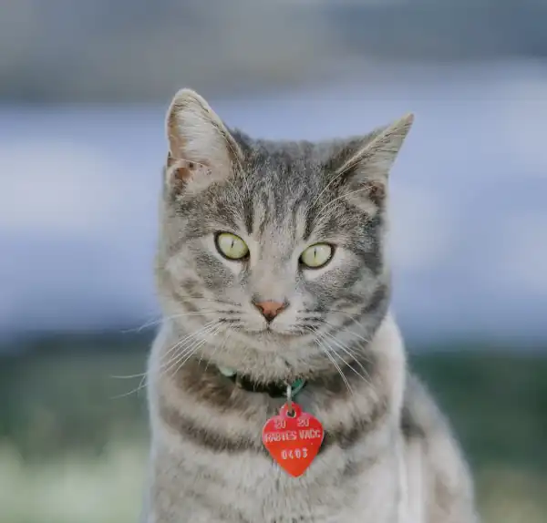 Cat wearing an ID tag