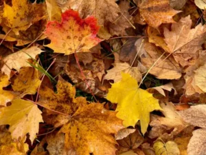 Autumn Leaves