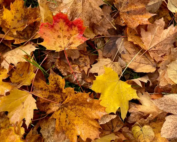 Getting Your Garden Ready for Winter: 7 Essential Autumn Tasks