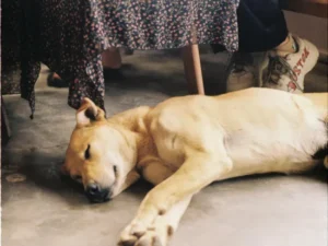 Warm Pet