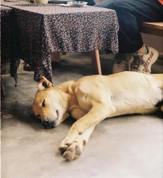 Keeping Pets Cozy in the Colder Months
