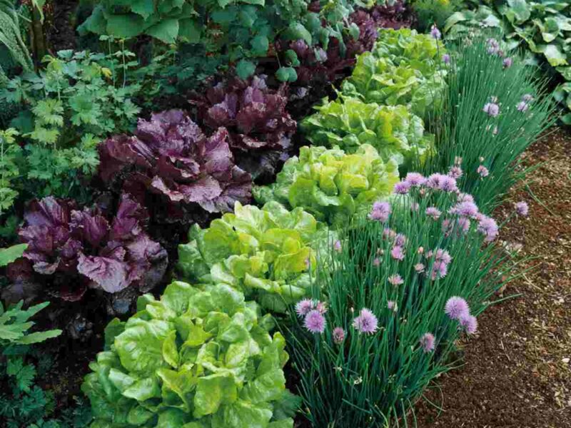 Plants That Help Each Other