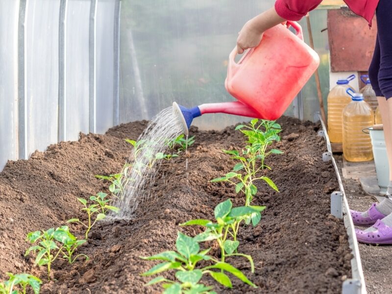 How to Save Water in Your Garden This Summer